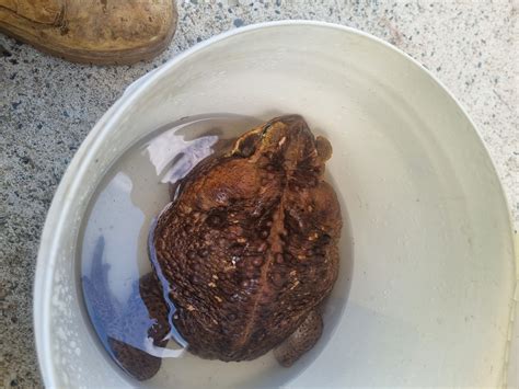 Giant Cane Toad Discovered, Euthanized in Australia - InsideHook