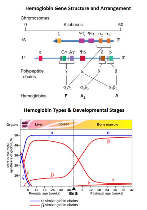 Hemoglobin Gene Structure & Hemoglobin Disorder: Lecture Notes