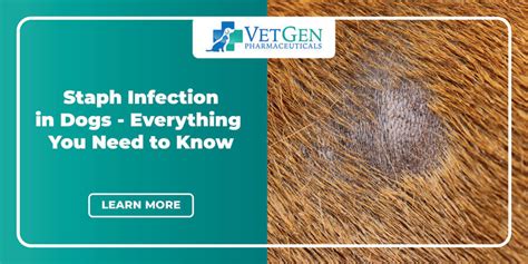 Staph Infection in Dogs - Everything You Need to Know