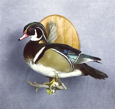 Wood Duck Flying Mount