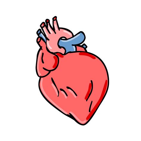 Human Heart Cartoon :: Behance