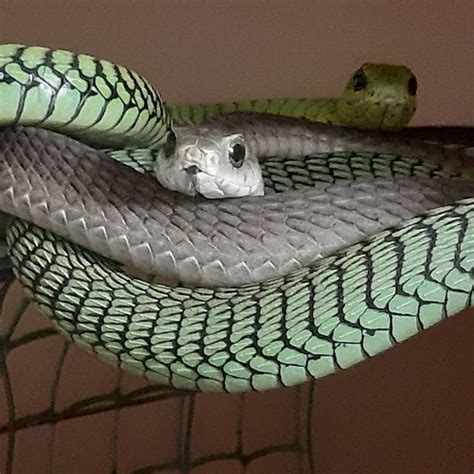 Dispholidus typus highly venomous Boomslang male and females lying ...