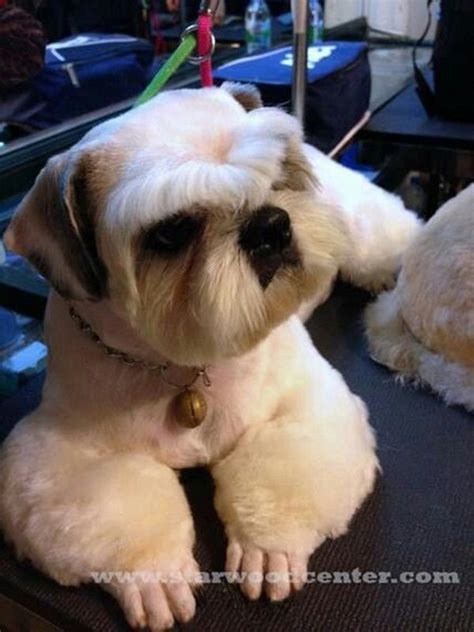 30 Awesome Dog Grooming Styles In 2021 | Dog grooming shih tzu, Dog ...