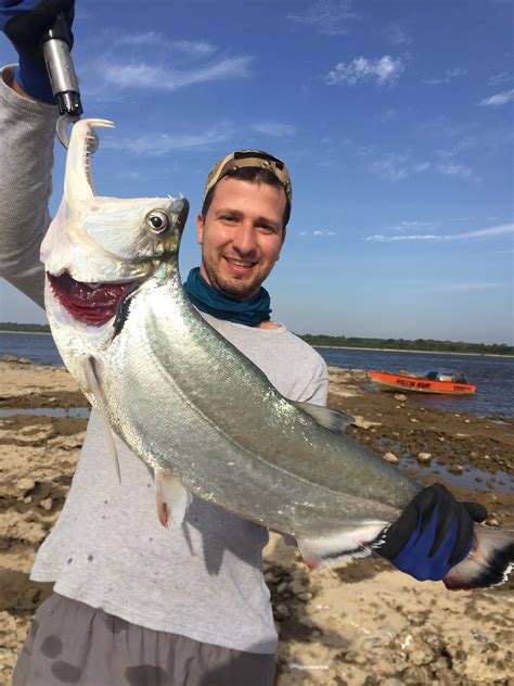 Payara, Orinoco river, Colombia : r/Fishing