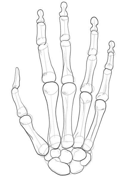 Left Skeleton Hand Drawing