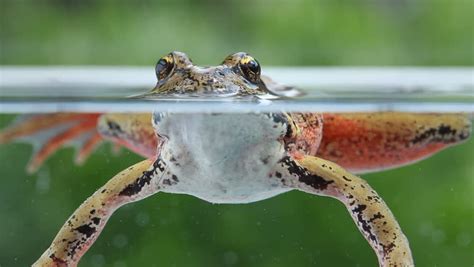 closeup tree frog underwater Stock Footage Video (100% Royalty-free ...