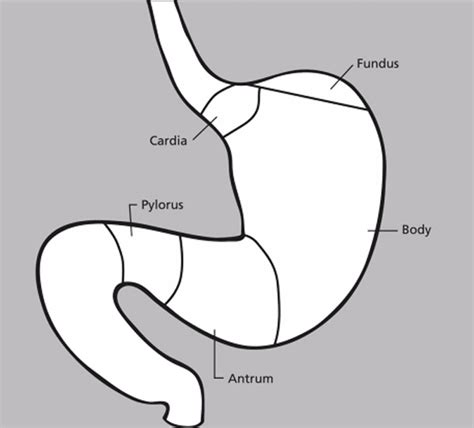 Gastrin hormone function, source of production, test & gastrin normal level