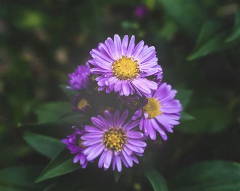 What does the aster flower symbolize? – ouestny.com