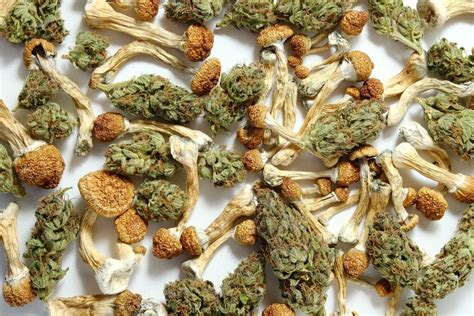 Different Magic Mushroom Strains Which Ones Are the Strongest? - CBD ...