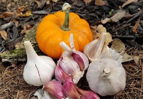 It's garlic planting time | Morning Ag Clips