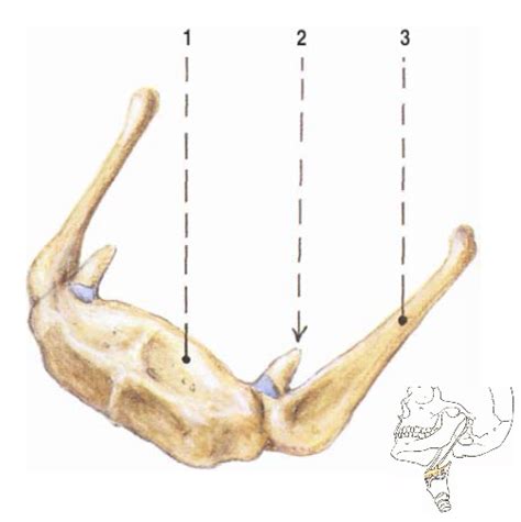 Os hyoideum Diagram | Quizlet