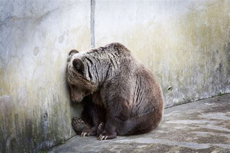 A black bear at Bahria Orchard Zoo in Lahore is showing severe symptoms ...