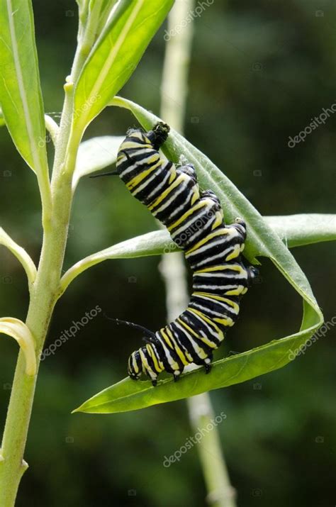 Monarch butterfly caterpillar — Stock Photo © lucidwaters #15704847