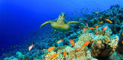 25 Fascinating Facts About Coral Reefs Around the World