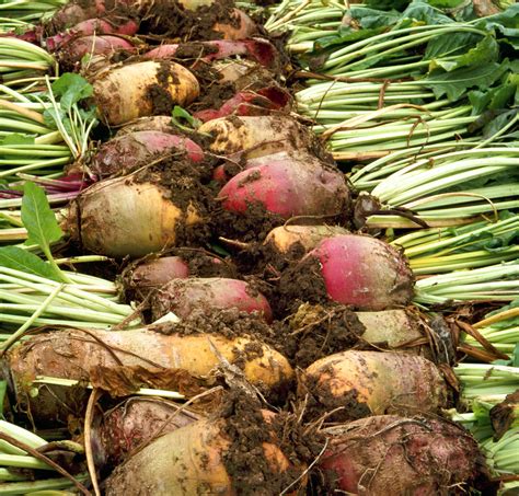 A conservative EU sugar beet production level estimated in the last quota year - Agriland.ie