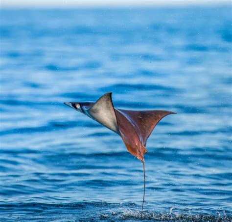 Mobula rays jumping out of the water — Stock Photo © SURZet #145115557