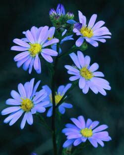 Sky Blue Aster - Grow Native!