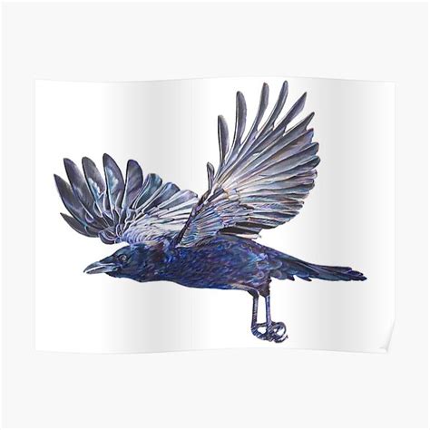 "Crow in Flight - coloured pencil drawing" Poster for Sale by ...