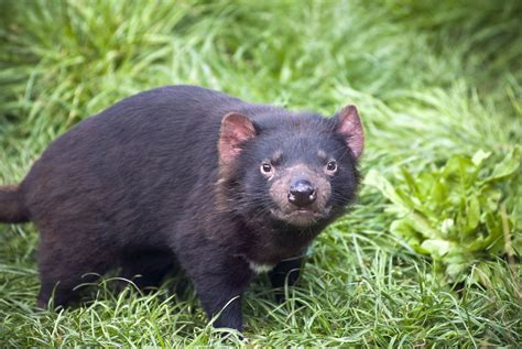 Tasmanian Devil Characteristics and Habitat