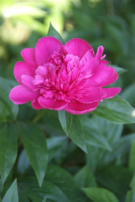 Peony | Peony coming into full bloom. | Carl Wycoff | Flickr