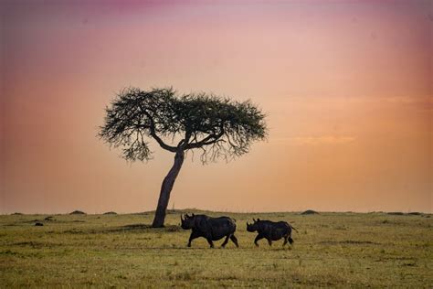 14 Outstanding African Safari Photography Tips - Maps & Merlot