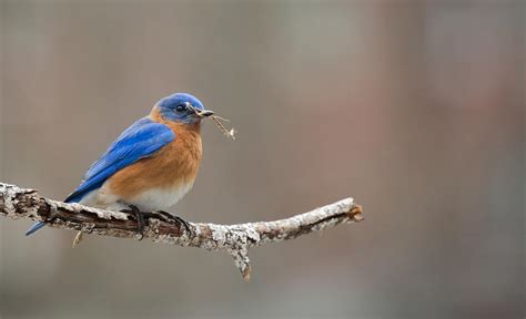 Let The Nesting Begin - Male Eastern Bluebird Photograph by Christy Cox ...