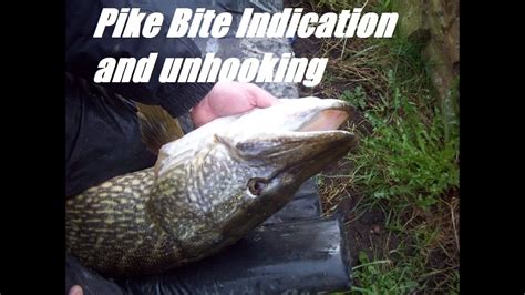 Pike Bite Indication and Unhooking - YouTube