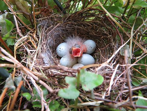 From Egg to Air – Stages of Baby Bird Development – More Birds