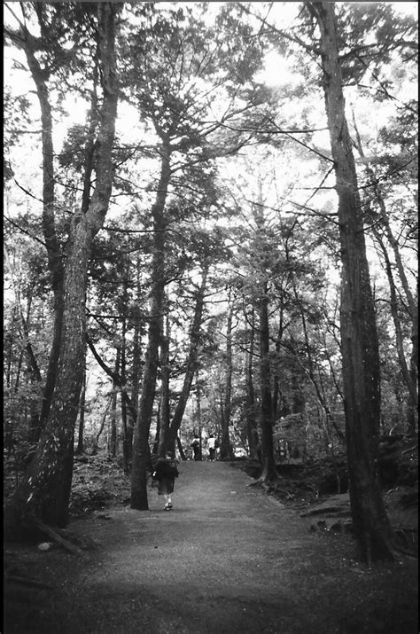 Japan's Suicide Forest: Aokigahara Forest Profiled In VICE Documentary ...