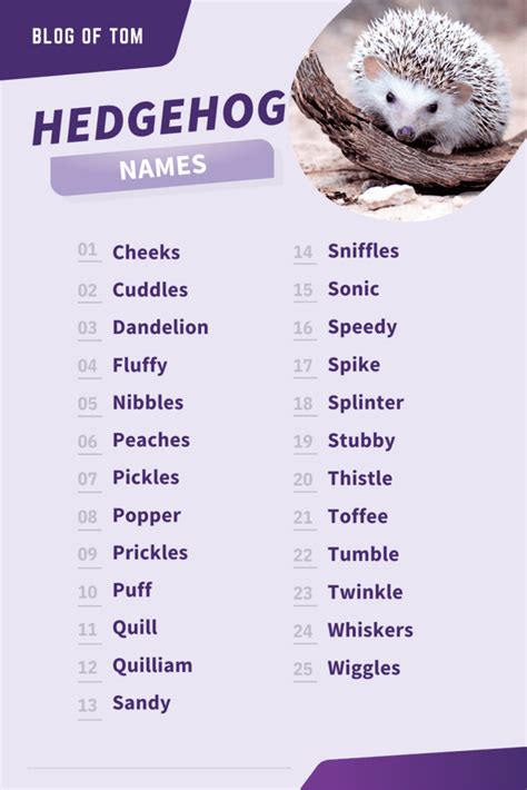 387+ Hedgehog Names (Cute, Funny & BEST Ideas In 2024)