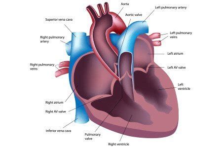 Heart Surgery: Types, Risks, Benefits, Recovery and Cost