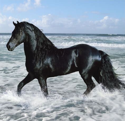 a black horse is walking through the water