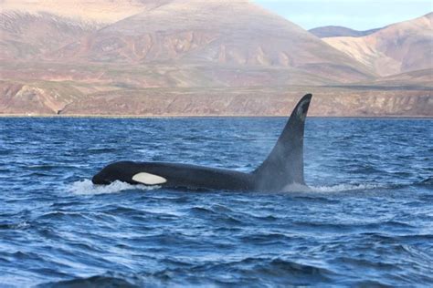 Whales tongue Stock Photos, Royalty Free Whales tongue Images | Depositphotos