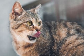 Gingivitis in Cats: Signs, Causes & Treatment | Greeley Vets