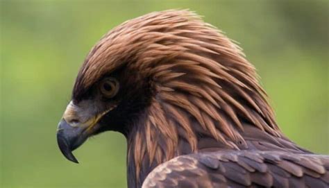 10 Deadliest and Most Dangerous Birds of Prey