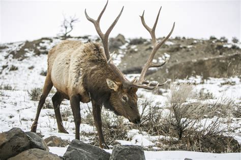 THE WESTERNER: Northern Yellowstone elk herd at highest level in more than a decade