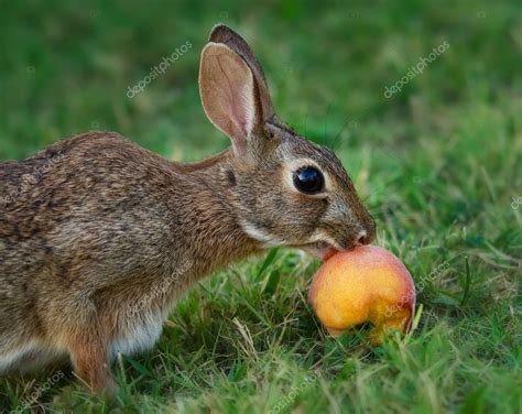 Cottontail rabbit eating fruit Stock Photo by ©krisrobin 11533605