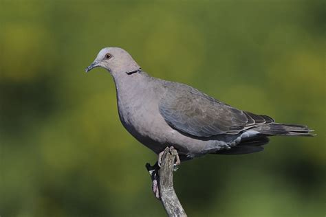 Red-eyed Dove – Holmen Birding Safaris