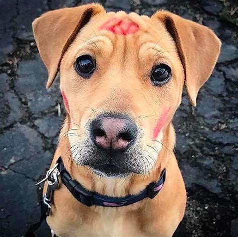 Kiss me please! http://ift.tt/2zCcDLS | Cute animal pictures, Cute animals, Cute dog pictures