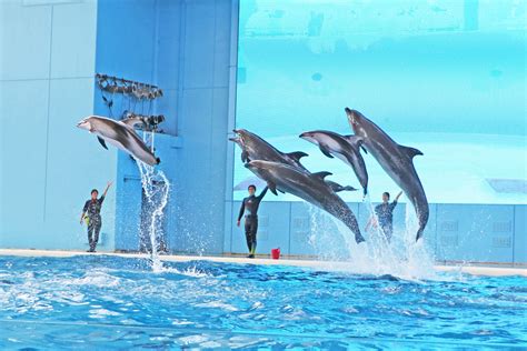 日圓 人民幣 日本｜橫濱八景島海島樂園 Yokohama Hakkeijima Sea Paradise 一日通行證門票｜4 大水族館＋遊樂設施入場券 - Browler Aircraft