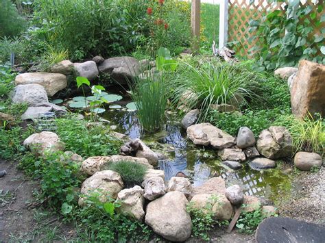 Wildlife Pond - Our Tiny Homestead