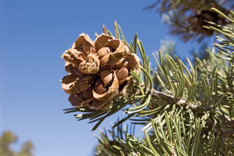 Gymnosperm | Definition, Description, Plants, Examples, Phylogeny, & Facts | Britannica