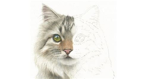 Half and Half Challenge: How to Paint a Realistic Cat in Watercolor - YouTube