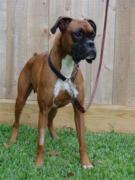 Boxer Dog Info, Temperament, Puppies, Pictures