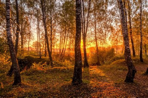 Sunrise in a birch forest in autumn. | High-Quality Nature Stock Photos ...