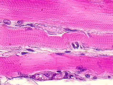 Skeletal Muscle Tissue Longitudinal Section Under A Microscope, Stock ...