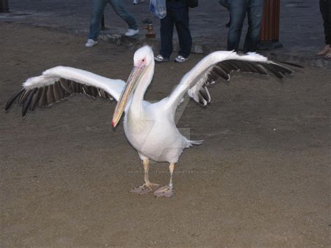 Great White Pelican wingspan by Faunamelitensis on DeviantArt