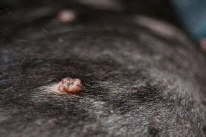 Dog Care: Treating Warts Around the Eyes - My Animals