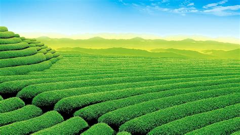 Tea Landscape Wallpapers - Top Free Tea Landscape Backgrounds ...