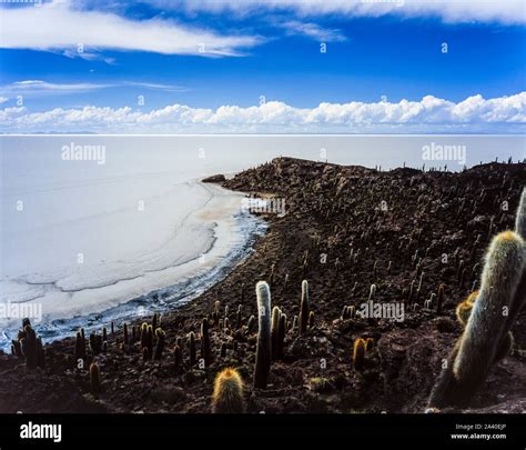 Cacti on an island at the salt flats of Salar de Uyuni in Bolivia Stock Photo - Alamy